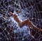 Web woman